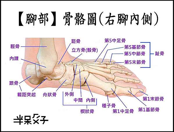 以身體部位劃分 18 腳面 穴位 老玩童玩老童玩 痞客邦 以身體部位劃分 18 腳面 穴位 老玩童玩老童玩 痞客邦