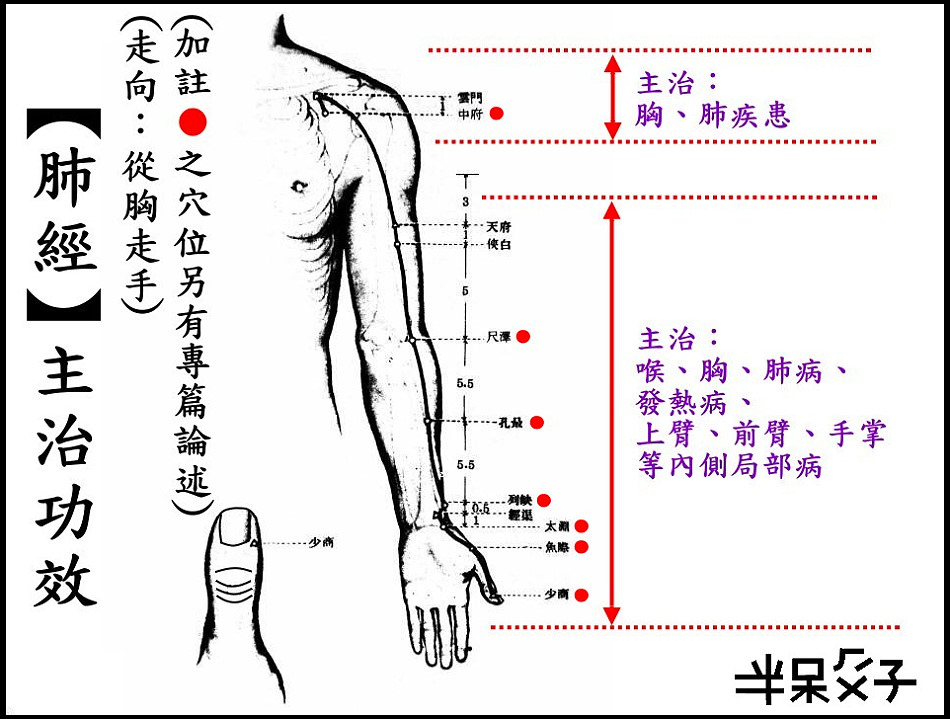 ●1肺經.jpg