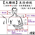 ●2大腸經.jpg