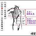 ●4-2脾經-2.jpg