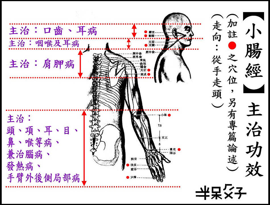 ●6小腸經.jpg ●6小腸經.jpg