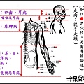 ●6小腸經.jpg