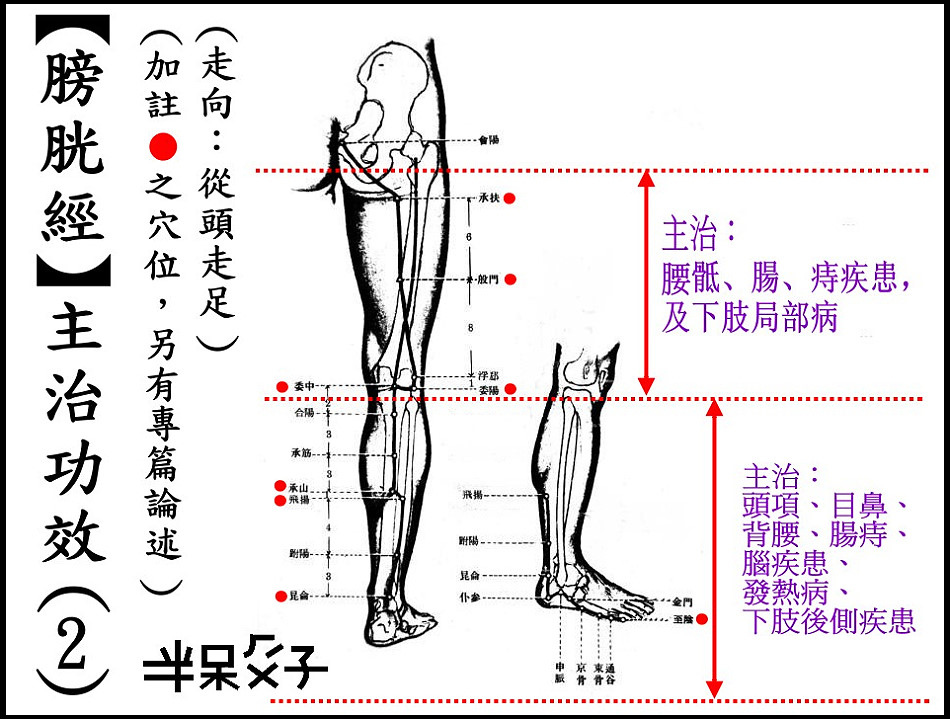 ●7-2膀胱經-2.jpg ●7-2膀胱經-2.jpg