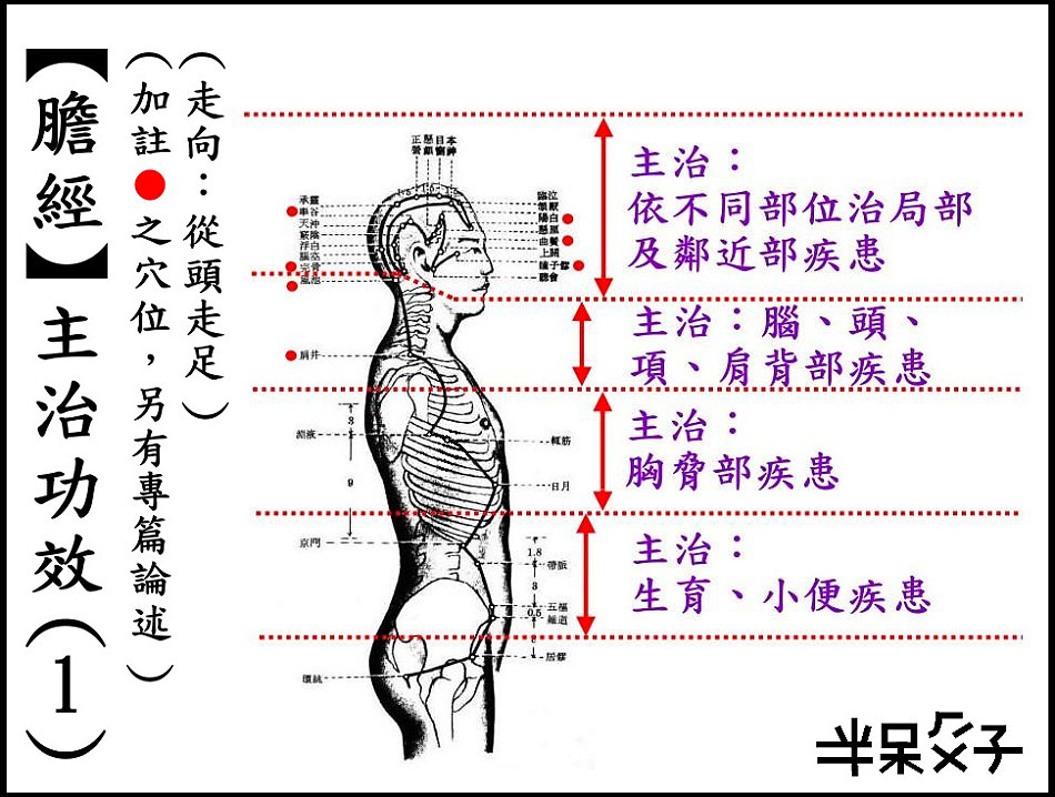 ●11-1膽經-1.jpg ●11-1膽經-1.jpg