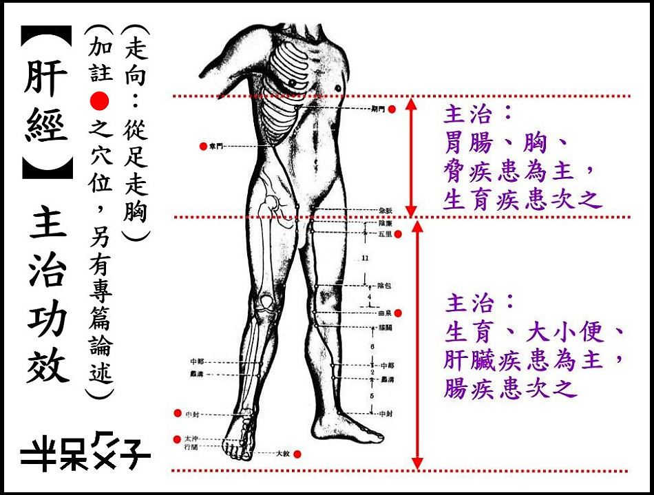 ●12肝經.jpg ●12肝經.jpg