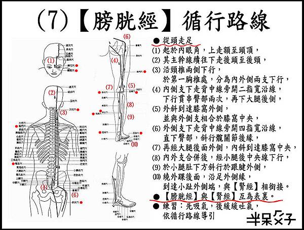 ●(7)膀胱經.jpg