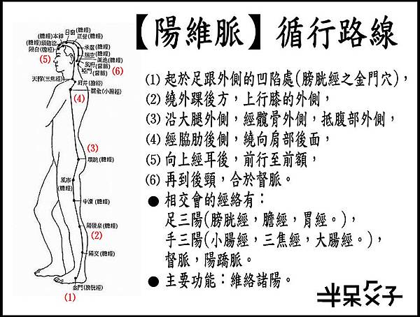 ●7陽維脈.jpg