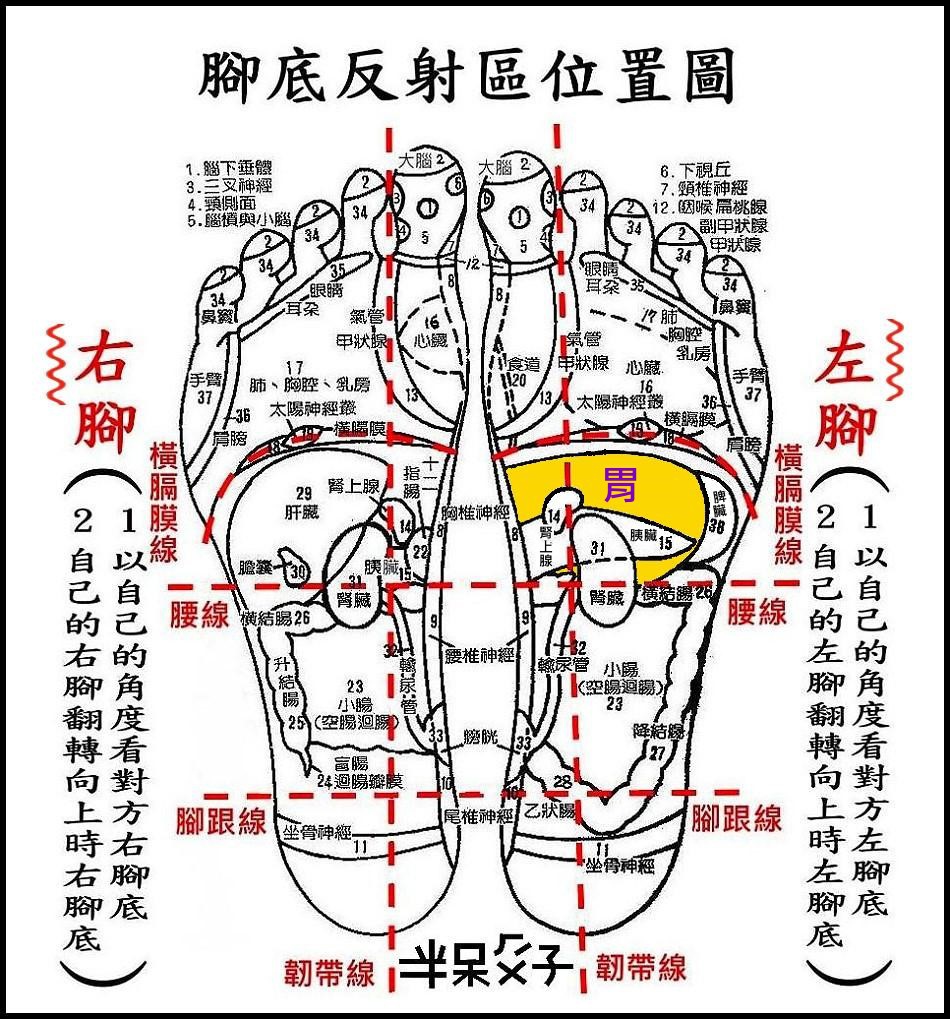 與 胃 相關的穴位及反射區 老玩童玩老童玩 痞客邦 與 胃 相關的穴位及反射區 老玩童玩老童玩 痞客邦