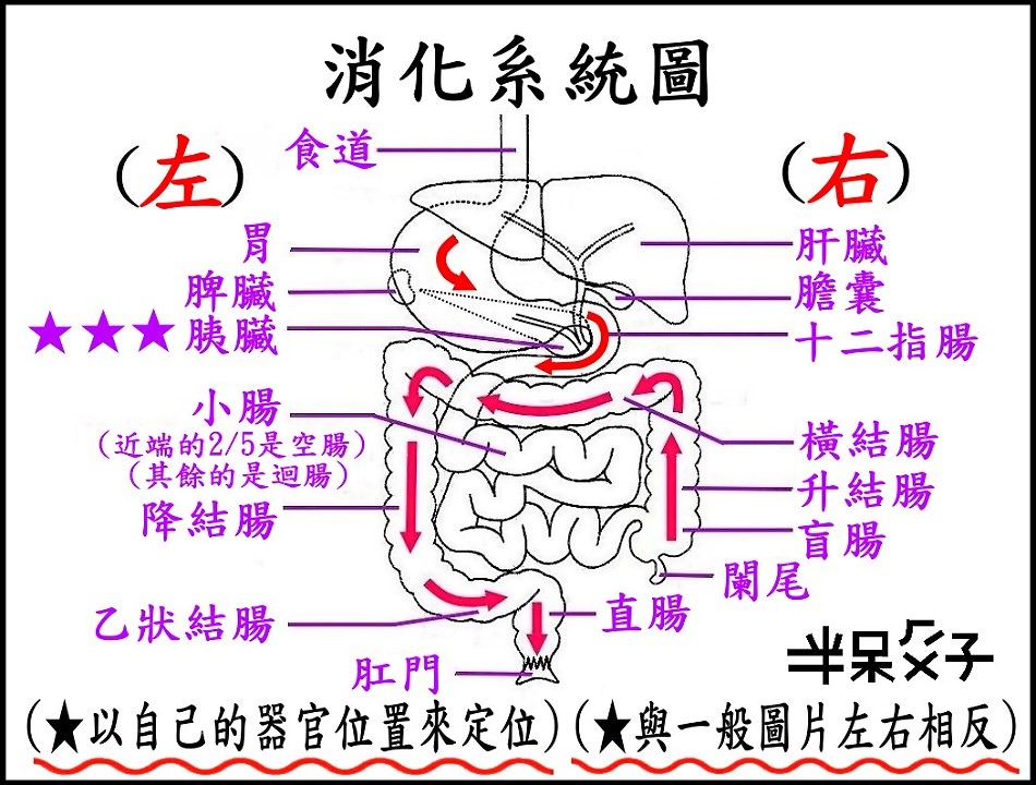 ●B-圖2(消化系統).jpg ●B-圖2(消化系統).jpg