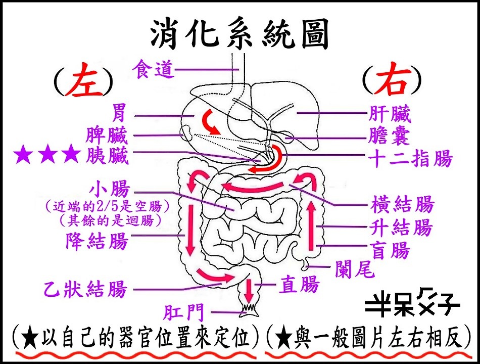 ●B-圖2(消化系統).jpg