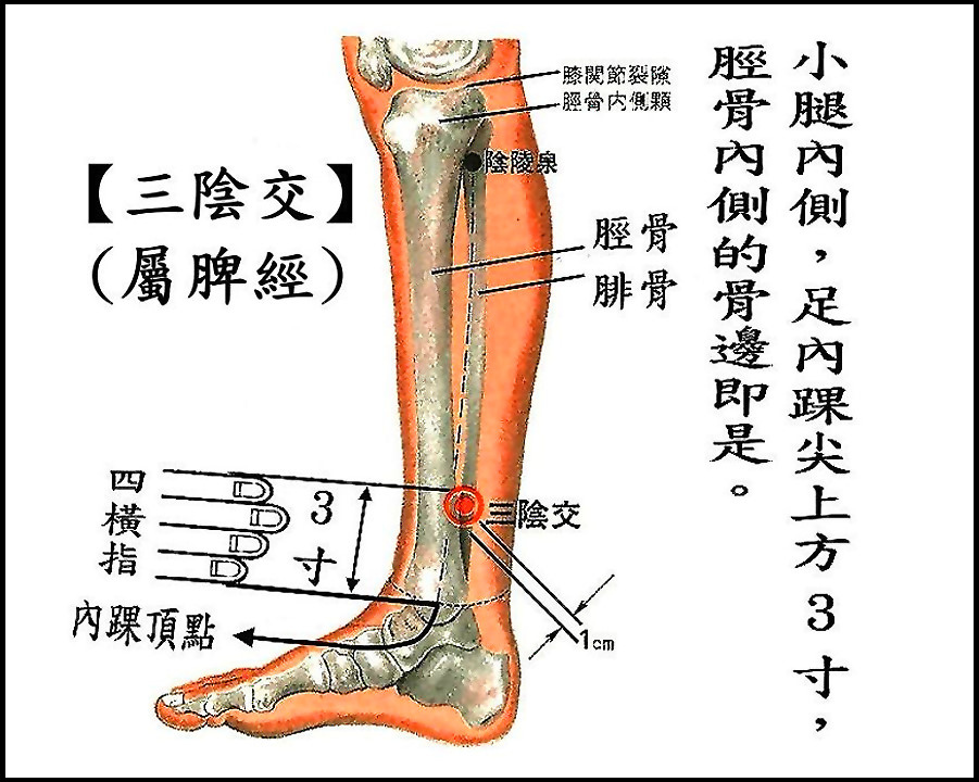 ●E2三陰交(脾經).jpg ●E2三陰交(脾經).jpg