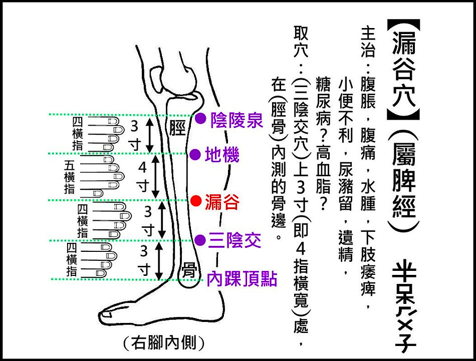 ●E3漏谷(脾經).jpg ●E3漏谷(脾經).jpg