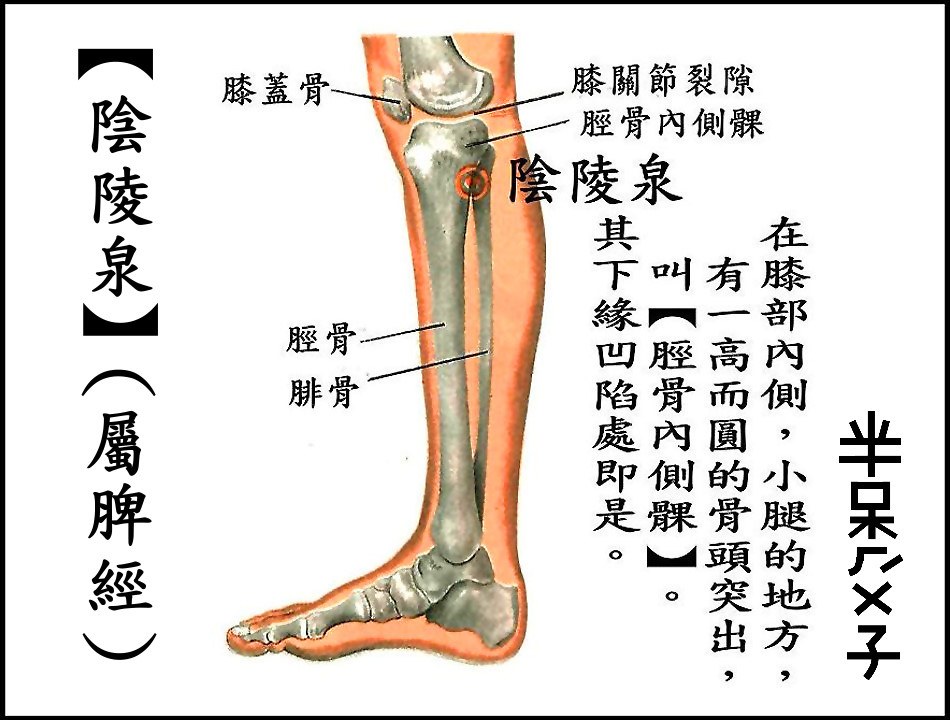 ●E5陰陵泉(脾經).jpg ●E5陰陵泉(脾經).jpg