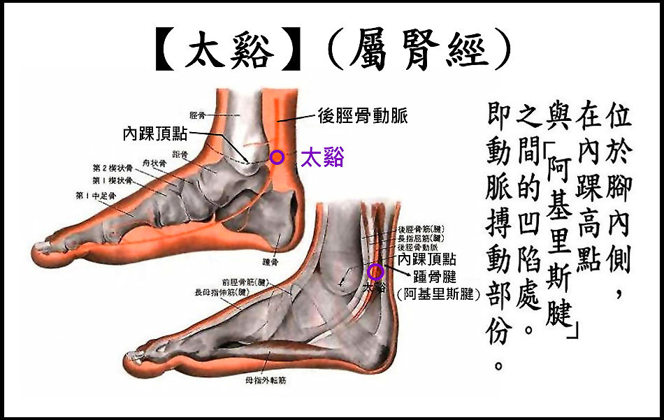 ●E6太谿(腎經).jpg ●E6太谿(腎經).jpg