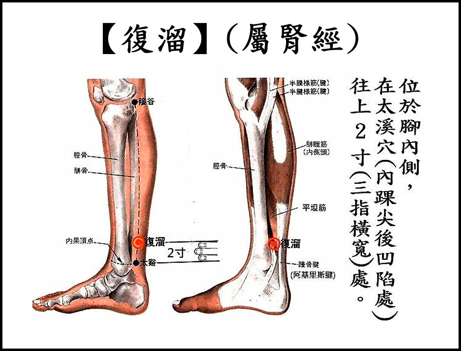 ●E7復溜(腎經).jpg ●E7復溜(腎經).jpg
