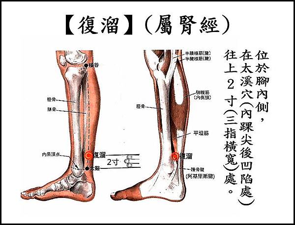 ●E7復溜(腎經).jpg