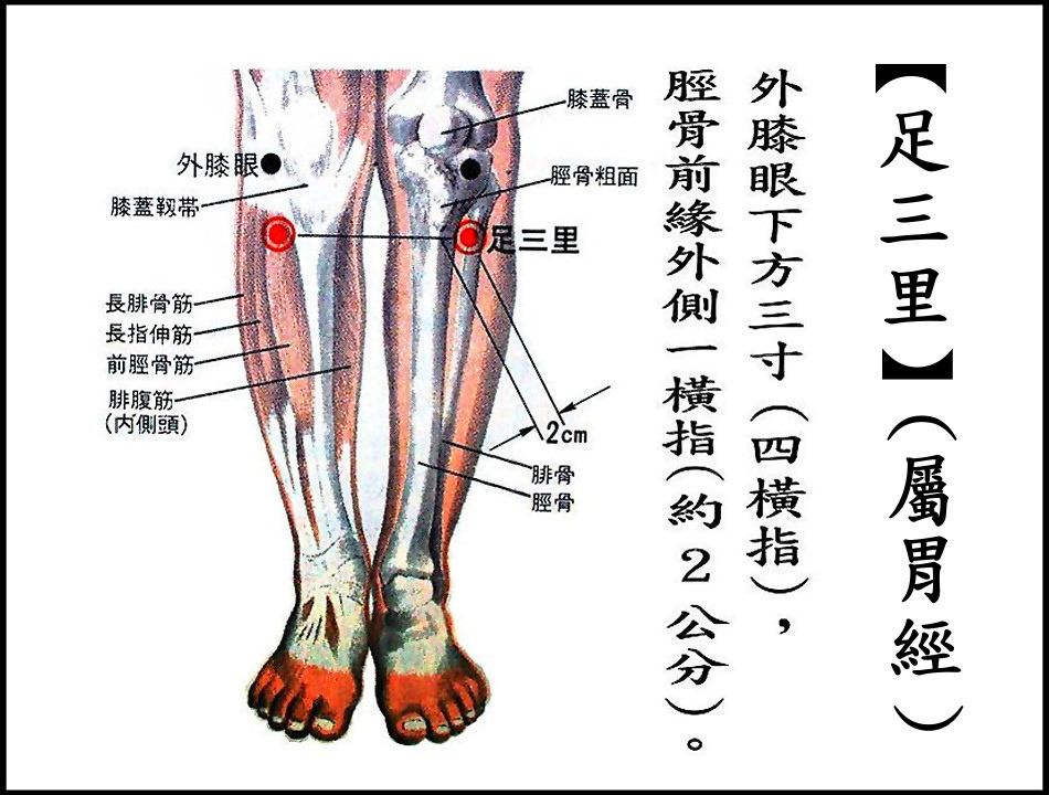 ●E8足三里-1(胃經).jpg ●E8足三里-1(胃經).jpg