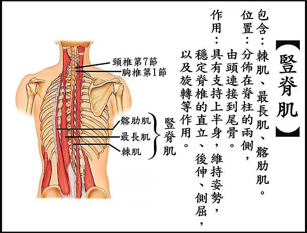 ●豎脊肌.jpg