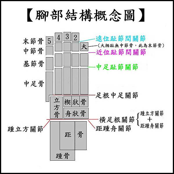 ●腳部結構概念圖.jpg