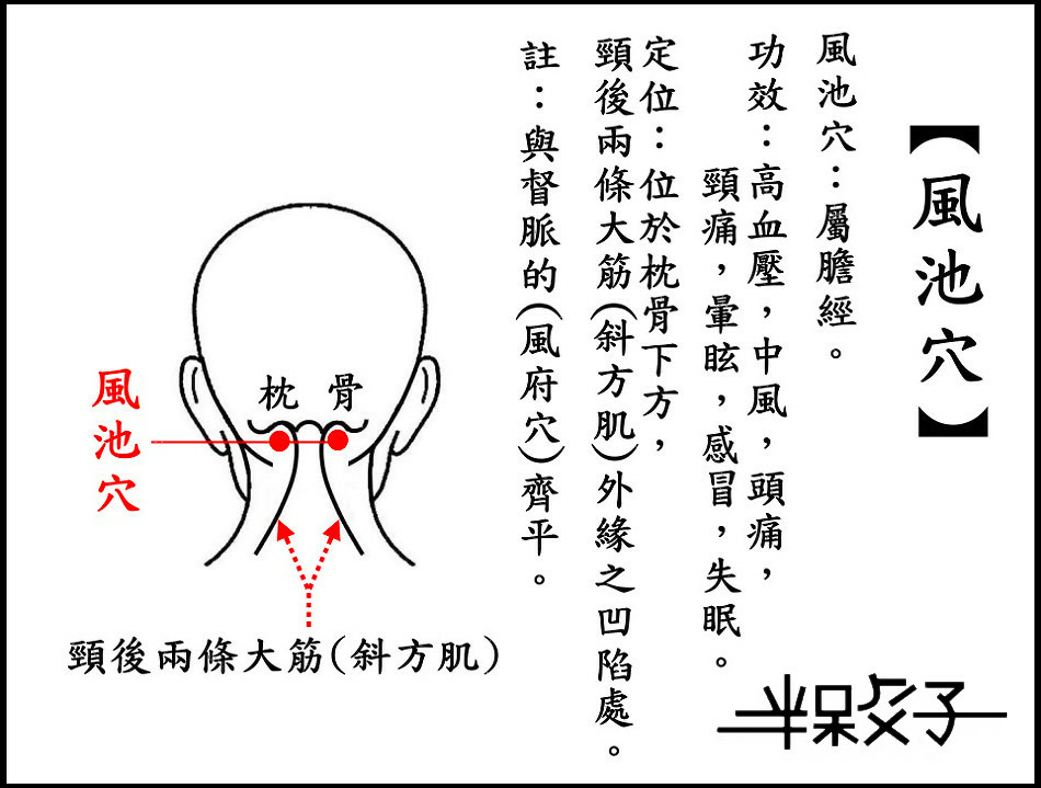 ●風池穴(頭).jpg ●風池穴(頭).jpg