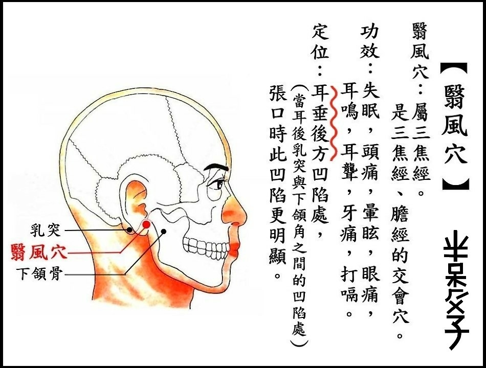 ●翳風穴(頭).JPG ●翳風穴(頭).JPG
