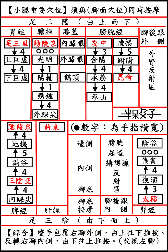 ●直-小腿(686X1024).jpg ●直-小腿(686X1024).jpg