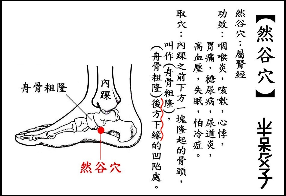●然谷穴(腎).JPG ●然谷穴(腎).JPG