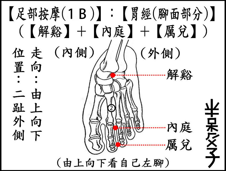 足部(1B)(腳面).jpg 足部(1B)(腳面).jpg