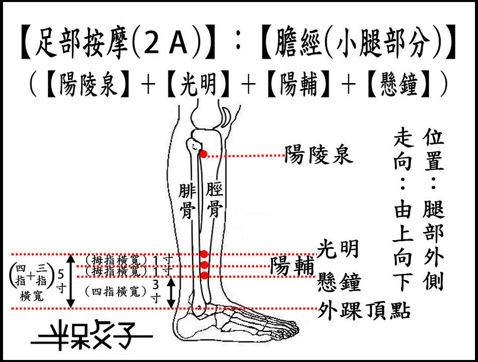 足部(2A)(小腿).jpg 足部(2A)(小腿).jpg