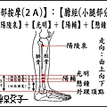 足部(2A)(小腿).jpg