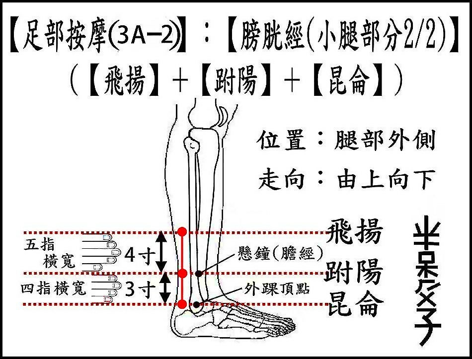 足部(3A-2)(小腿-2).jpg