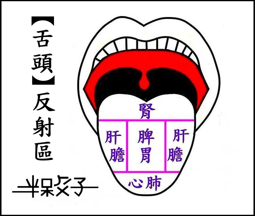 舌頭-8-8●●.jpg 舌頭-8-8●●.jpg