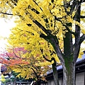 東本願寺00012.jpg