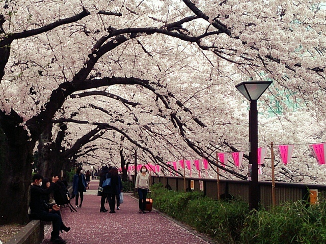 東京賞櫻00017.jpg - 東京賞櫻