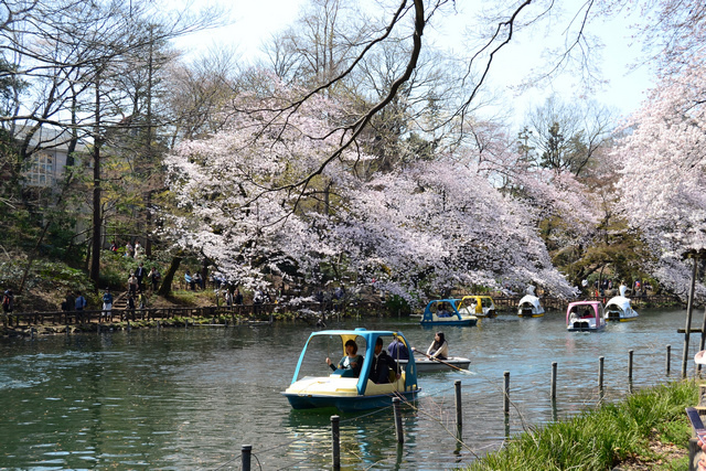 東京賞櫻00026.jpg - 東京賞櫻