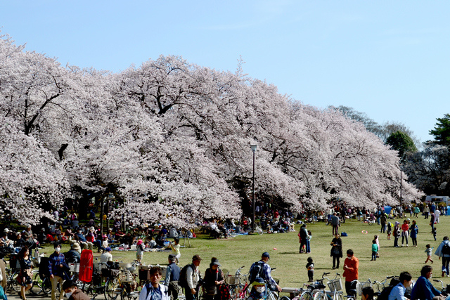 東京賞櫻00031.jpg - 東京賞櫻