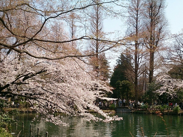 東京賞櫻00007.jpg - 東京賞櫻