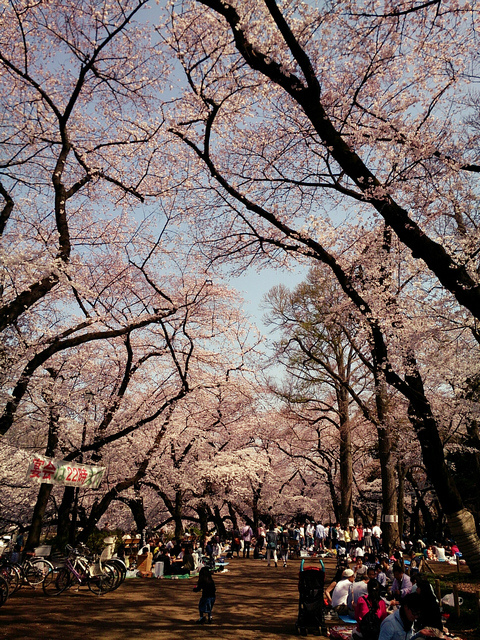 東京賞櫻00008.jpg - 東京賞櫻