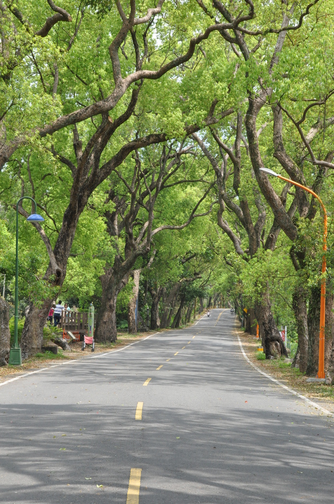 南投集集之旅遊景點-集集綠色隧道