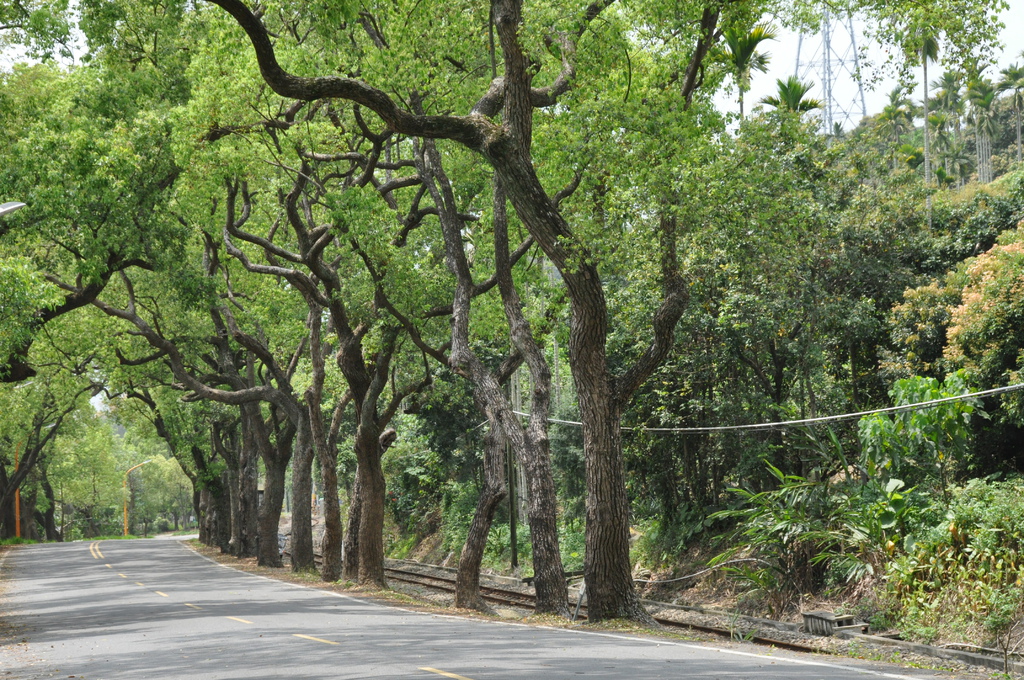 南投集集之旅遊景點-集集綠色隧道