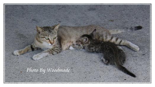 cats.jpg cats.jpg