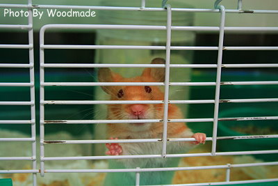 mouse1.jpg mouse1.jpg