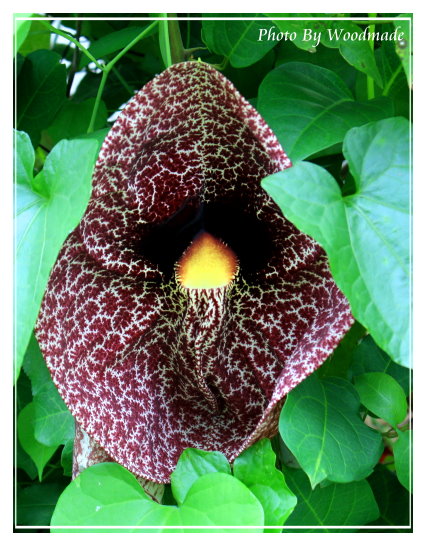 flower01.jpg flower01.jpg