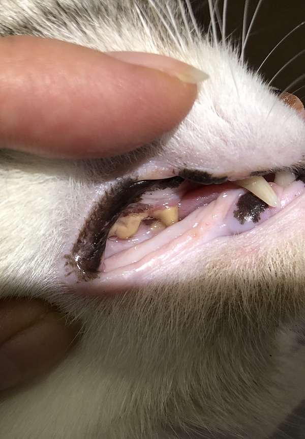 古亭動物醫院 蘿蔔施行貓咪洗牙 霹靂蘿蔔 痞客邦