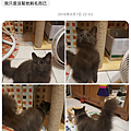 螢幕快照 2018-09-19 下午3.01.02.png