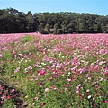 波斯菊波斯菊