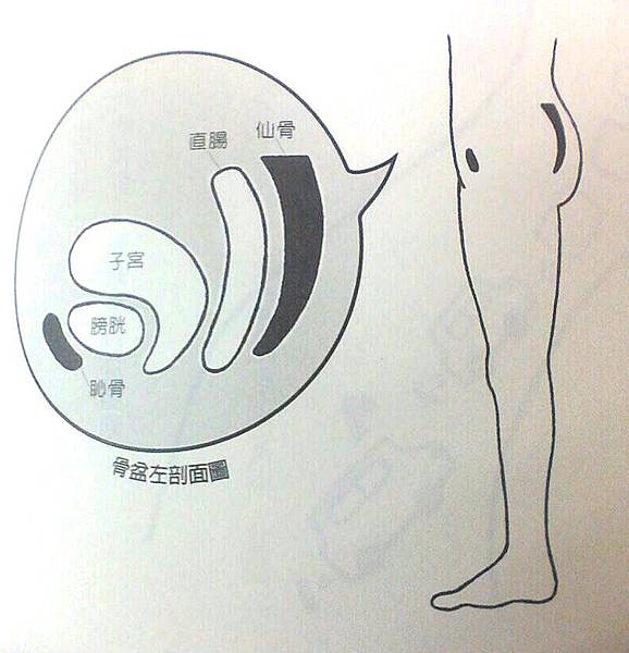 骨盆左剖面圖 骨盆左剖面圖