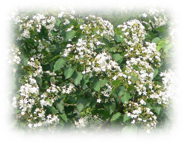 南庄油桐花盛開 南庄油桐花盛開