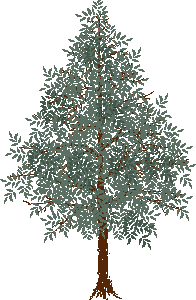 tree_2