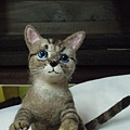 藍眼褐貓